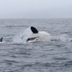 Video: Killer Whales Attack Gray Whale Calf Off Sonoma Coast As Mother Tries To Defend It
