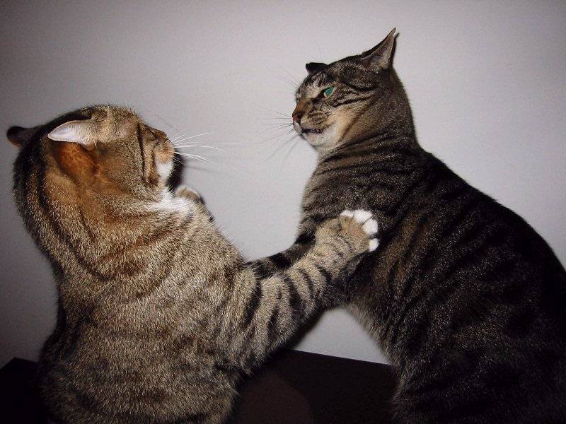Cat_Fight.jpg